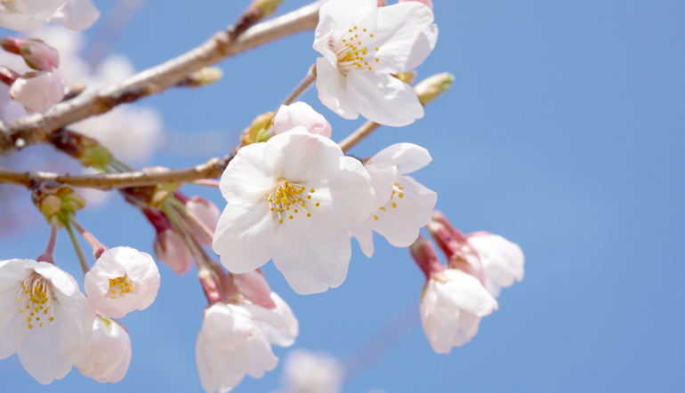 春の季語「桜」